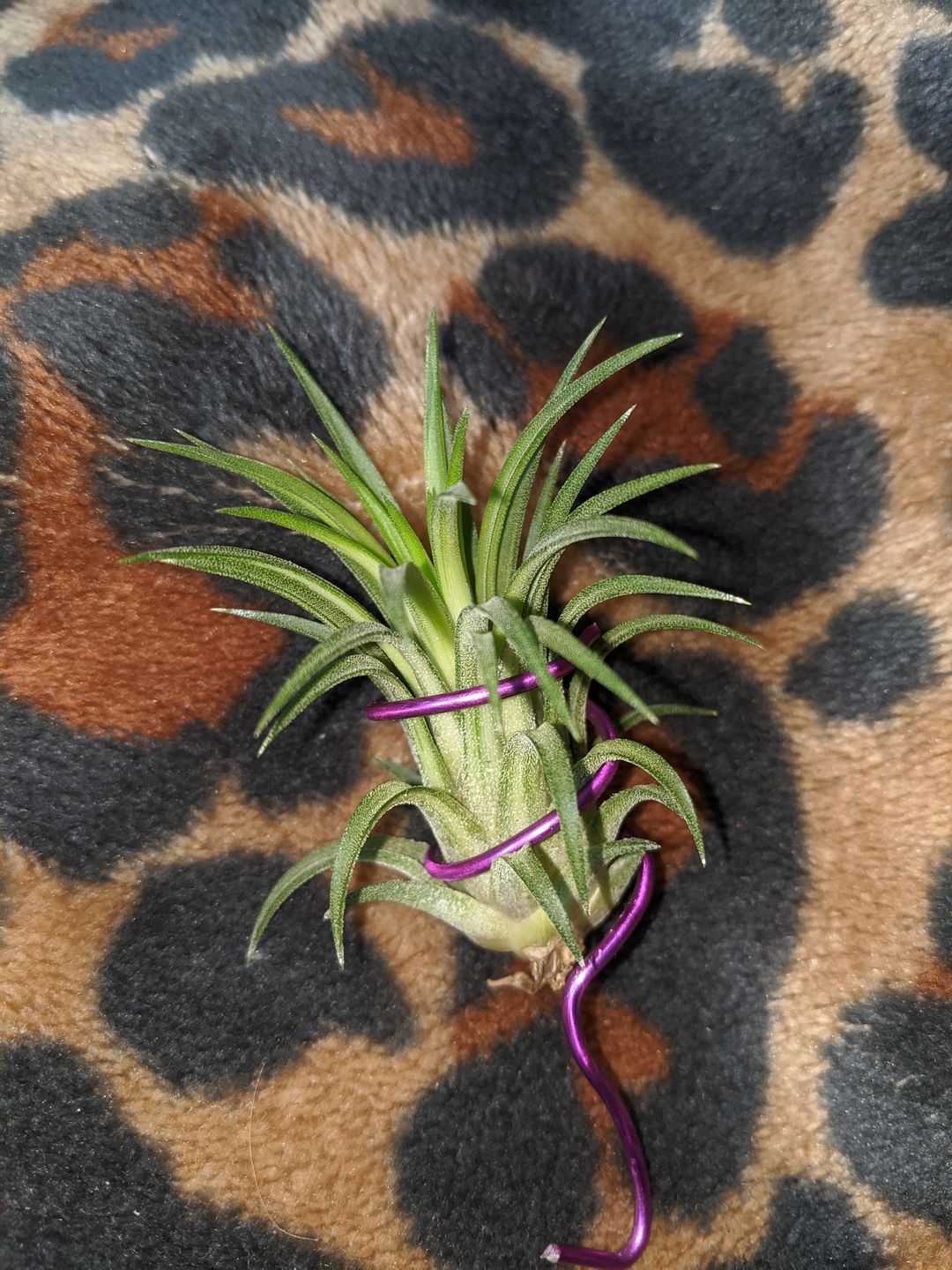 Customer photo review of Ionantha Variegata  Rare Ionantha Form *SALE!*