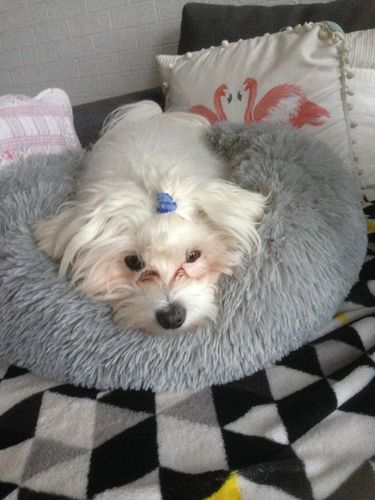 Customer photo review of Lit Apaisant Comfy® |  Pour Chien et Chat