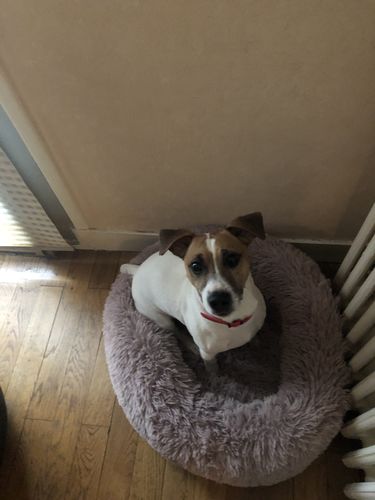 Customer photo review of Lit Apaisant Comfy® |  Pour Chien et Chat