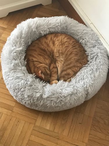 Customer photo review of Lit Apaisant Comfy® |  Pour Chien et Chat