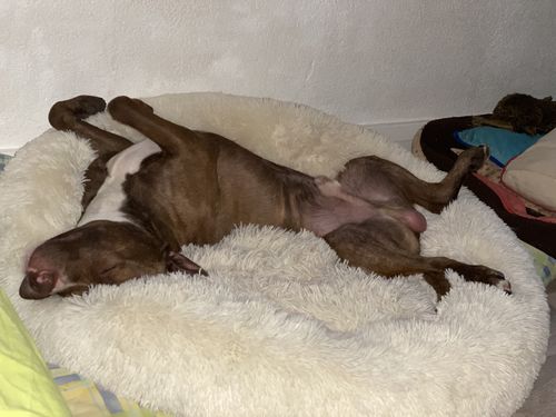 Customer photo review of Lit Apaisant Comfy® |  Pour Chien et Chat