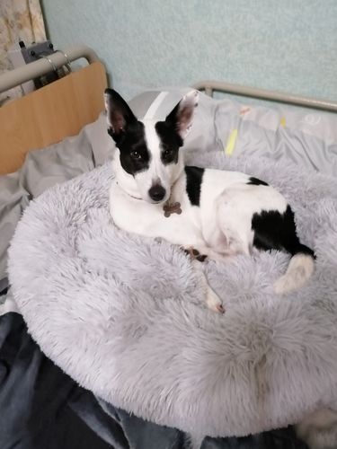 Customer photo review of Lit Apaisant Comfy® |  Pour Chien et Chat