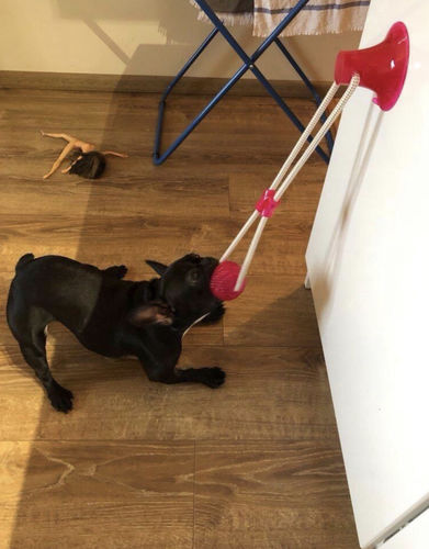 Customer photo review of 3-Pack Suction Cup Dog Tug Toys