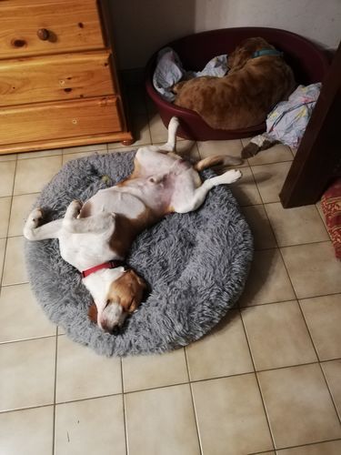 Customer photo review of Lit Apaisant Comfy® |  Pour Chien et Chat