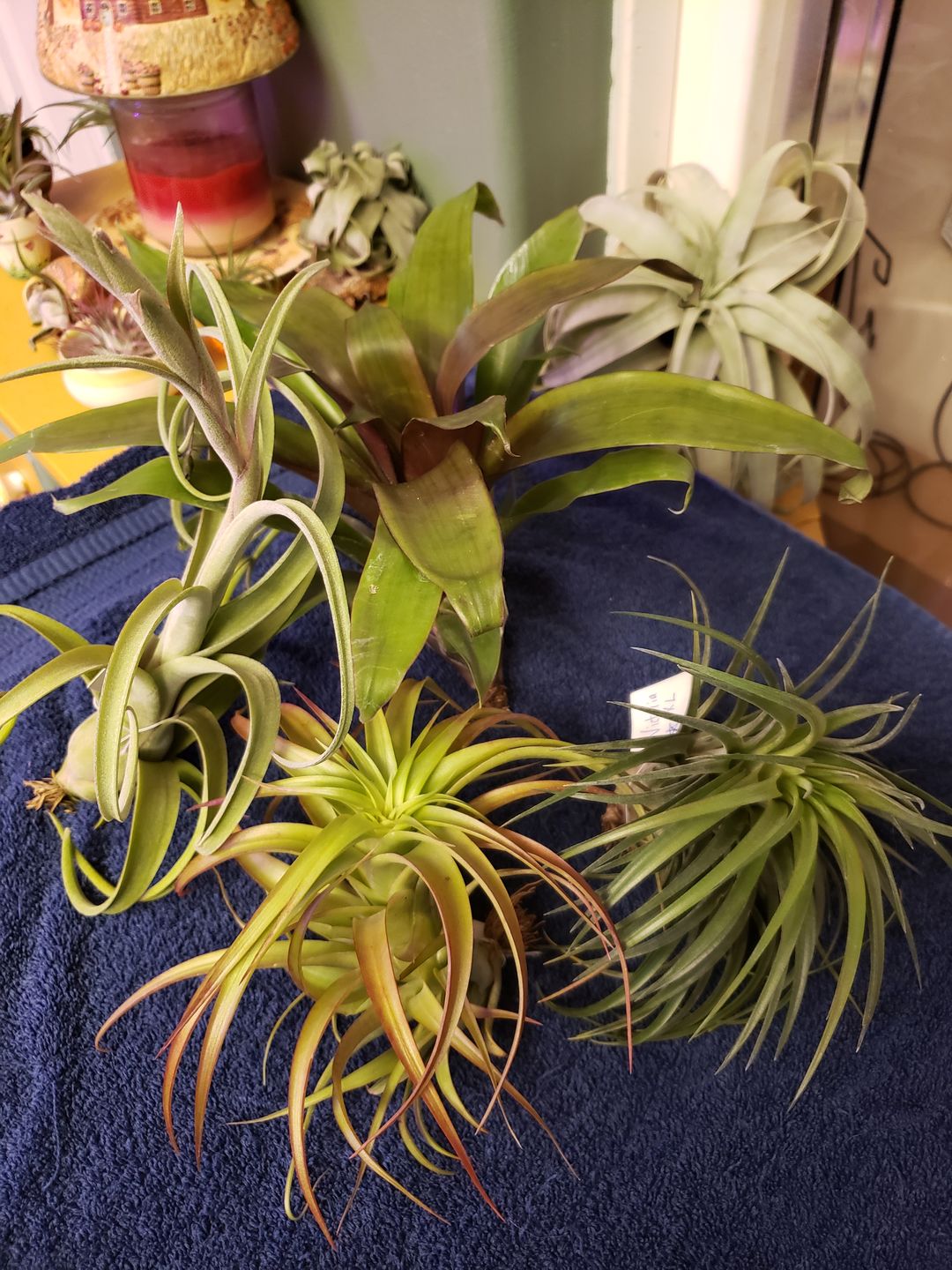 Customer photo review of Large Air Plants Mystery Box