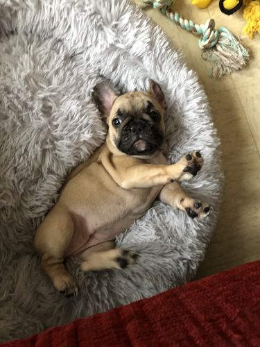 Customer photo review of Lit Apaisant Comfy® |  Pour Chien et Chat