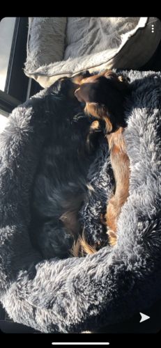 Customer photo review of Lit Apaisant Comfy® |  Pour Chien et Chat