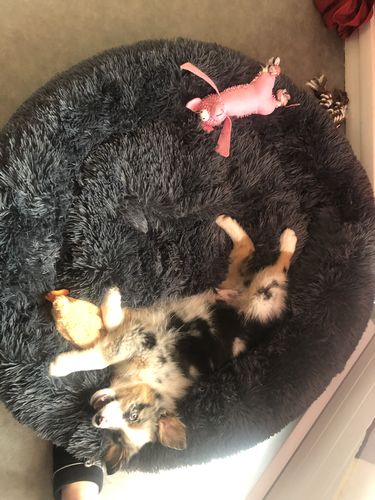Customer photo review of Lit Apaisant Comfy® |  Pour Chien et Chat
