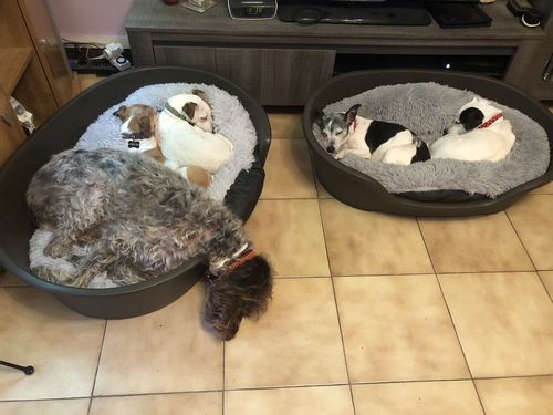 Customer photo review of Lit Apaisant Comfy® |  Pour Chien et Chat