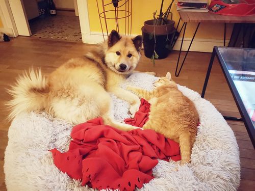 Customer photo review of Lit Apaisant Comfy® |  Pour Chien et Chat