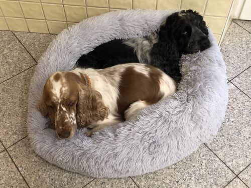 Customer photo review of Lit Apaisant Comfy® |  Pour Chien et Chat