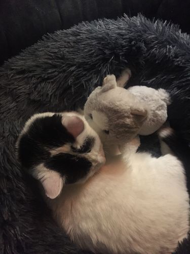 Customer photo review of Lit Apaisant Comfy® |  Pour Chien et Chat