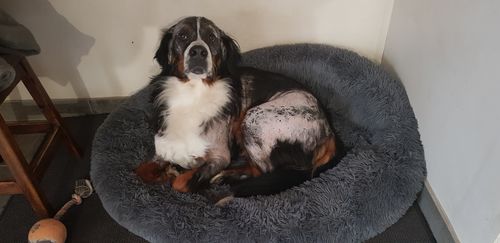 Customer photo review of Lit Apaisant Comfy® |  Pour Chien et Chat