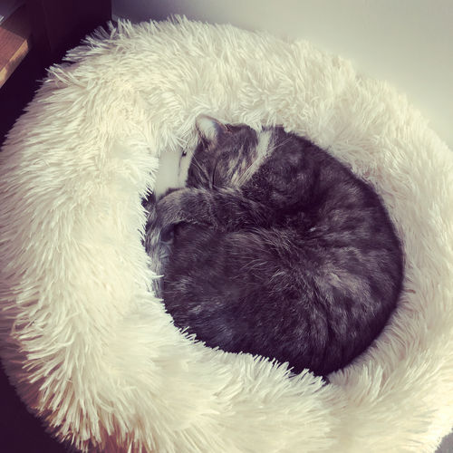 Customer photo review of Lit Apaisant Comfy® |  Pour Chien et Chat
