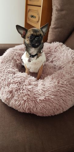 Customer photo review of Lit Apaisant Comfy® |  Pour Chien et Chat