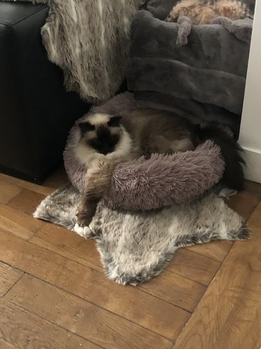 Customer photo review of Lit Apaisant Comfy® |  Pour Chien et Chat