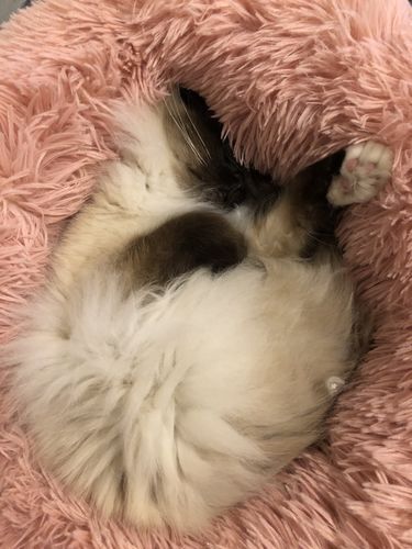 Customer photo review of Lit Apaisant Comfy® |  Pour Chien et Chat