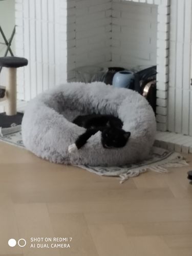 Customer photo review of Lit Apaisant Comfy® |  Pour Chien et Chat