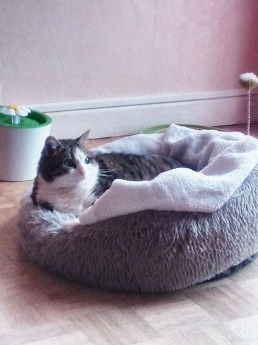 Customer photo review of Lit Apaisant Comfy® |  Pour Chien et Chat