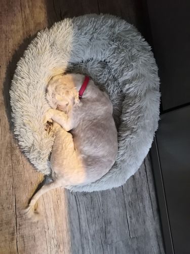 Customer photo review of Lit Apaisant Comfy® |  Pour Chien et Chat