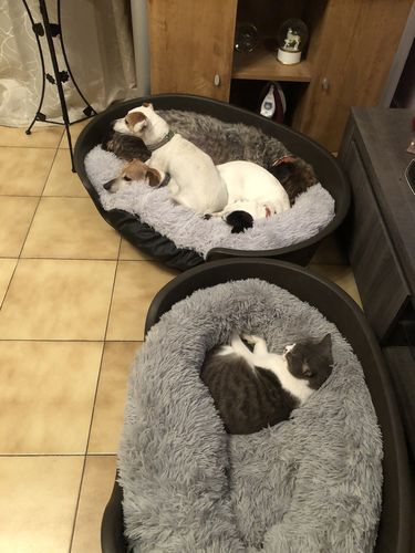 Customer photo review of Lit Apaisant Comfy® |  Pour Chien et Chat