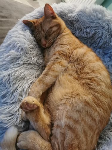 Customer photo review of Lit Apaisant Comfy® |  Pour Chien et Chat