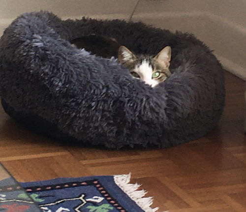 Customer photo review of Lit Apaisant Comfy® |  Pour Chien et Chat
