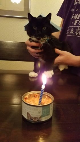 Customer photo review of Tuna & Salmon Recipe Flaked Dinner In Broth Adult Cat Food, 2.8-oz, Case of 12