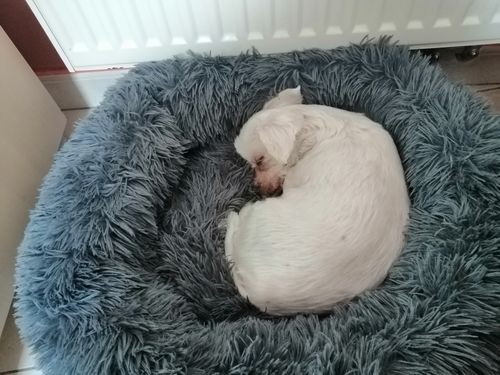 Customer photo review of Lit Apaisant Comfy® |  Pour Chien et Chat