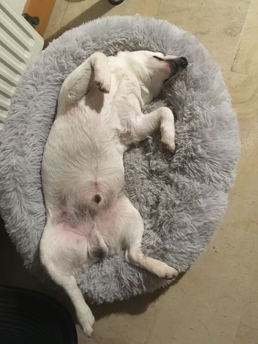 Customer photo review of Lit Apaisant Comfy® |  Pour Chien et Chat