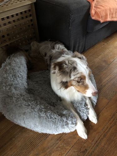 Customer photo review of Lit Apaisant Comfy® |  Pour Chien et Chat