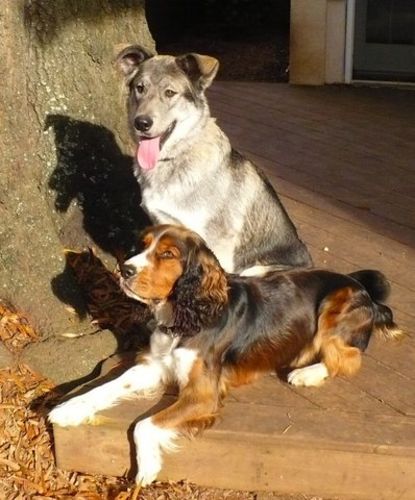 Customer photo review of Canine Cush Hip & Joint Chews