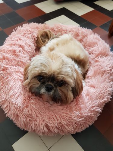 Customer photo review of Lit Apaisant Comfy® |  Pour Chien et Chat