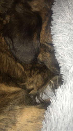 Customer photo review of Lit Apaisant Comfy® |  Pour Chien et Chat