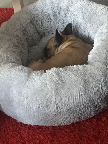 Customer photo review of Lit Apaisant Comfy® |  Pour Chien et Chat