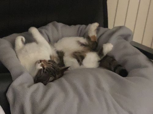 Customer photo review of Lit Apaisant Comfy® |  Pour Chien et Chat