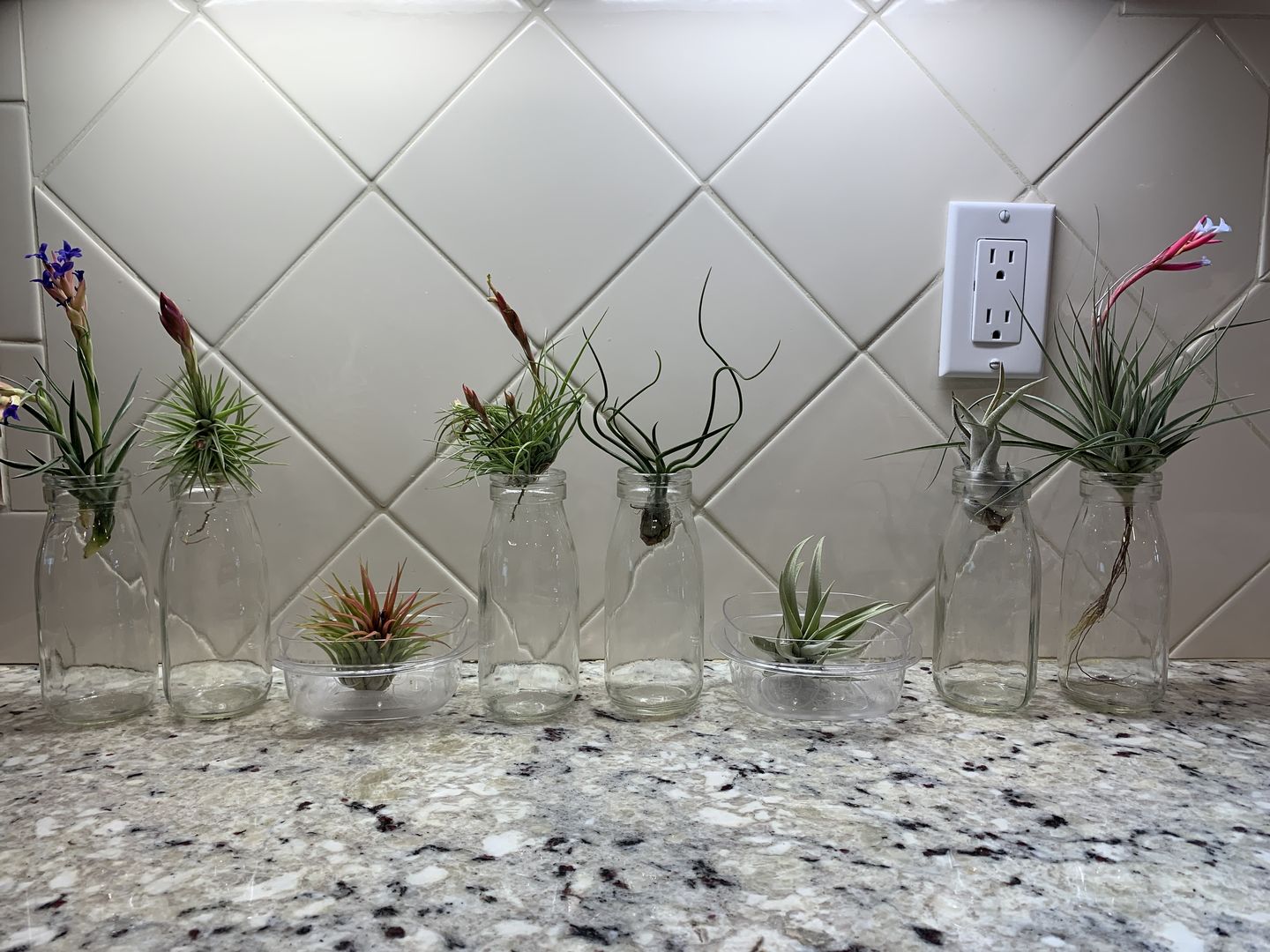 Customer photo review of *6 Pack* Premium Air Plants Mix  *Cannot Be Shipped Internationally*