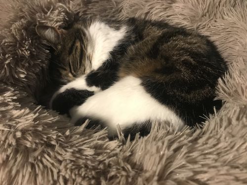 Customer photo review of Lit Apaisant Comfy® |  Pour Chien et Chat