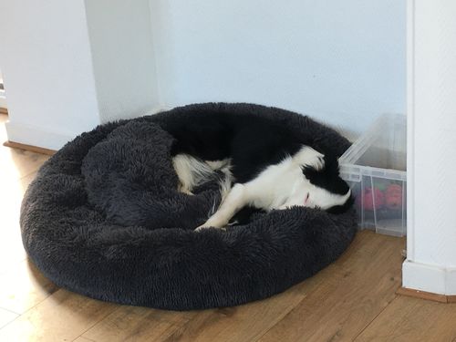 Customer photo review of Lit Apaisant Comfy® |  Pour Chien et Chat