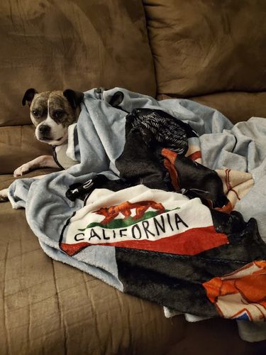 Customer photo review of Take Me To California Slate Blanket