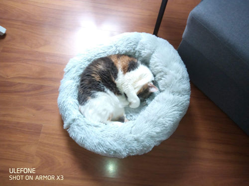 Customer photo review of Lit Apaisant Comfy® |  Pour Chien et Chat