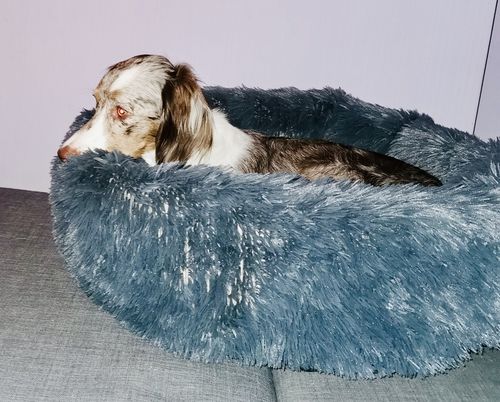 Customer photo review of Lit Apaisant Comfy® |  Pour Chien et Chat