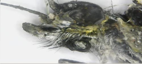 Customer photo review of Digitale Microscoop