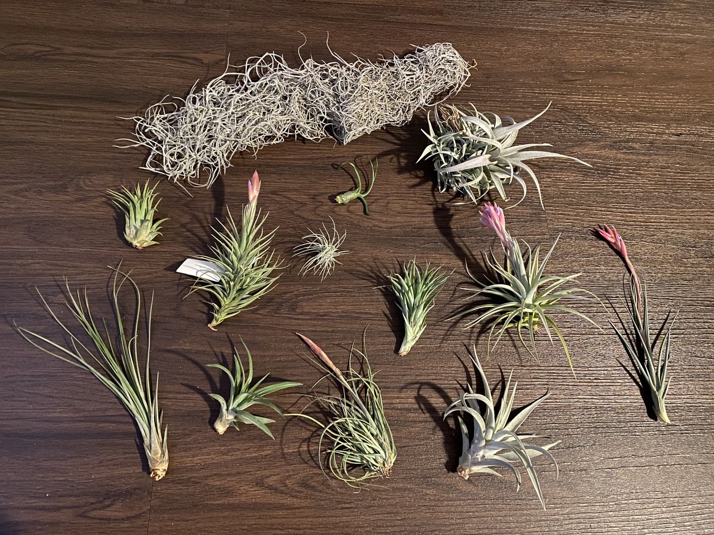 Customer photo review of 10 Pack Premium Air Plants Mix  *Cannot Be Shipped Internationally*