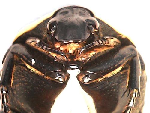 Customer photo review of Digitale Microscoop