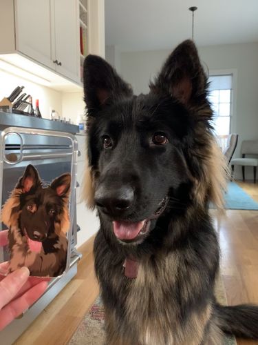 Customer photo review of Custom Pet Phone Case