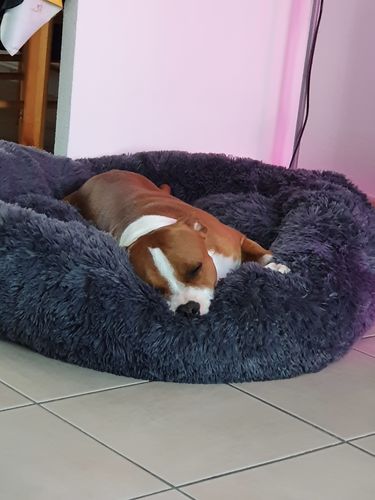 Customer photo review of Lit Apaisant Comfy® |  Pour Chien et Chat
