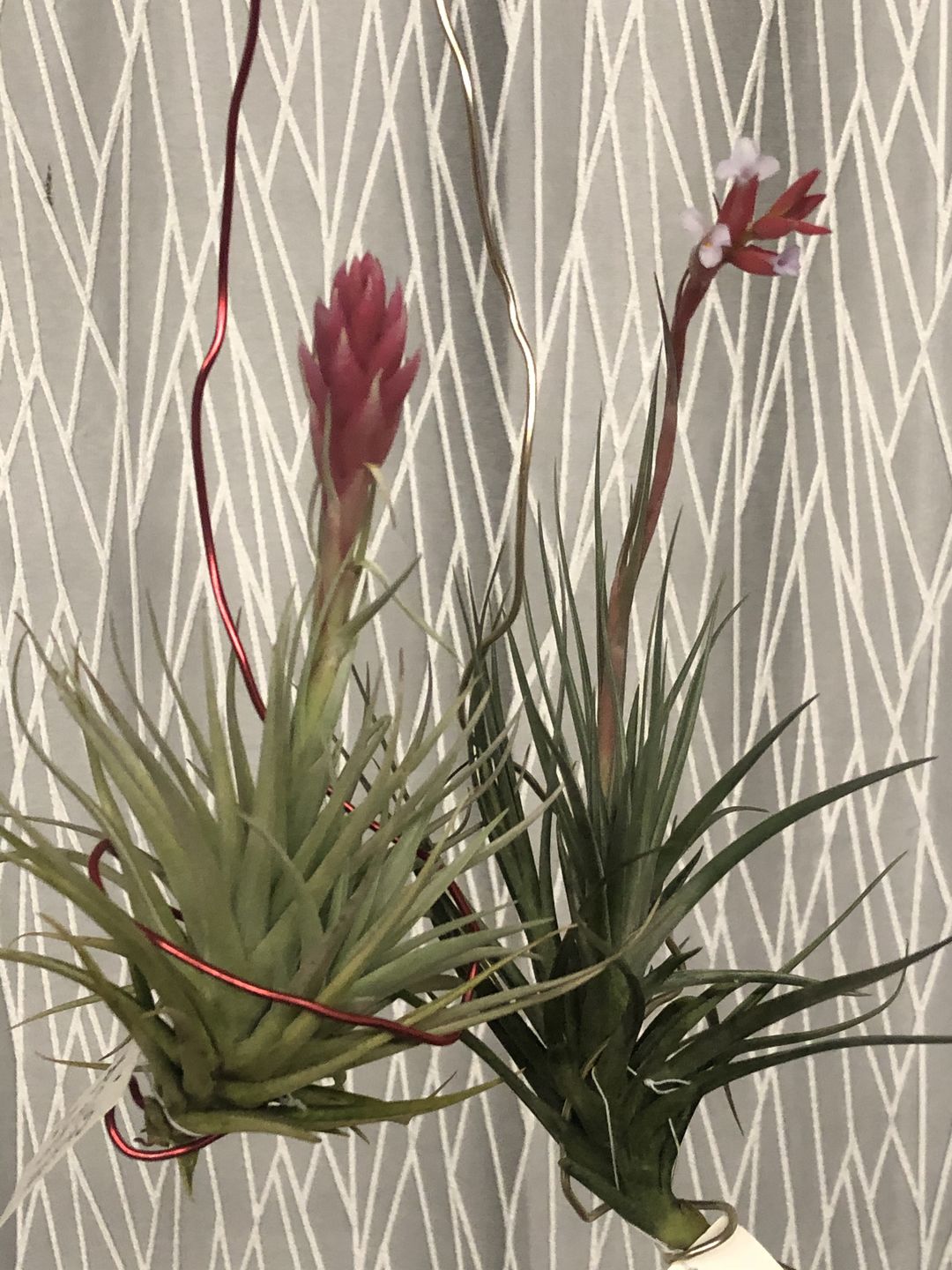 Customer photo review of Large Air Plants Mystery Box