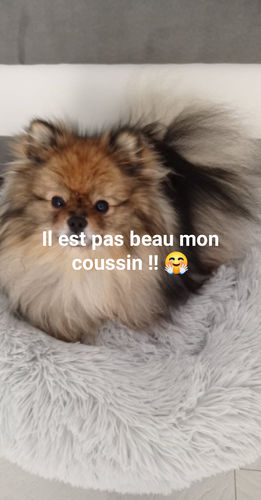 Customer photo review of Lit Apaisant Comfy® |  Pour Chien et Chat