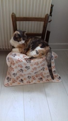 Couverture Anti Poils De Chat J Aime Vraiment Chat